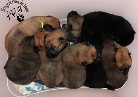 chiot eurasier
